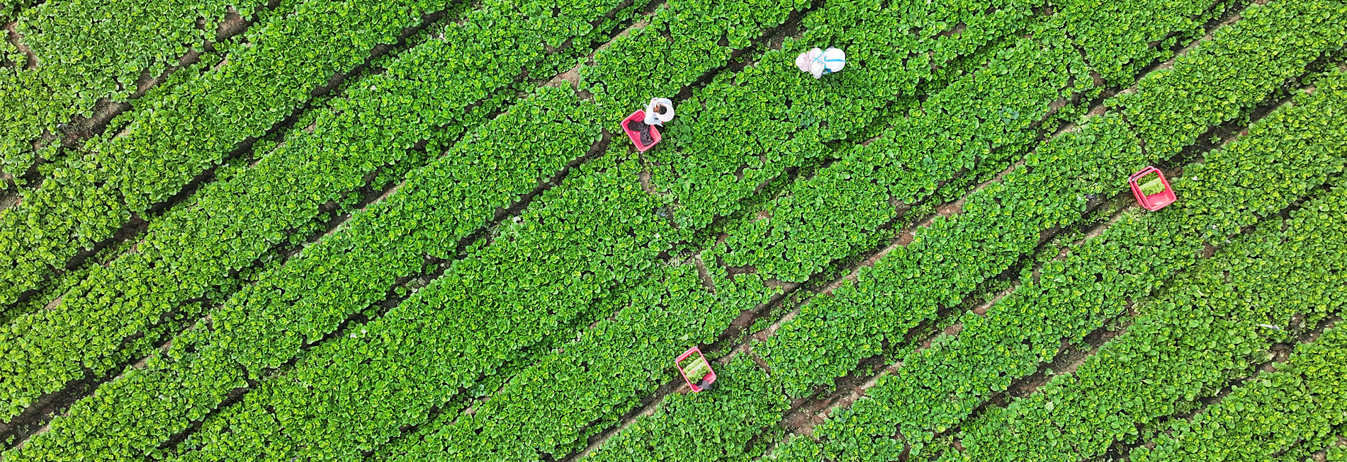 寧夏青銅峽：供港蔬菜迎來(lái)豐收季
